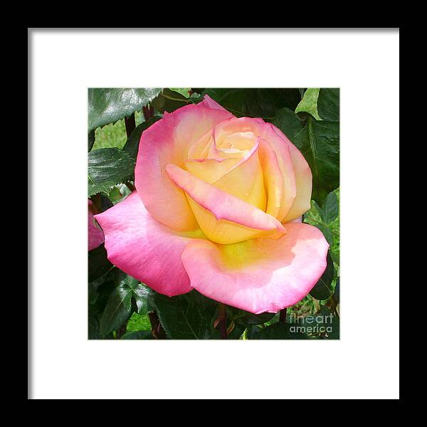 Rose Framed Print featuring the photograph Pink Yellow Beauty by Tatyana Searcy
