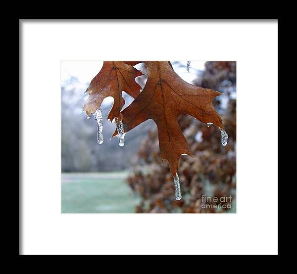 Winter Scene Framed Print featuring the photograph Pinoak and Ice by Louise Peardon