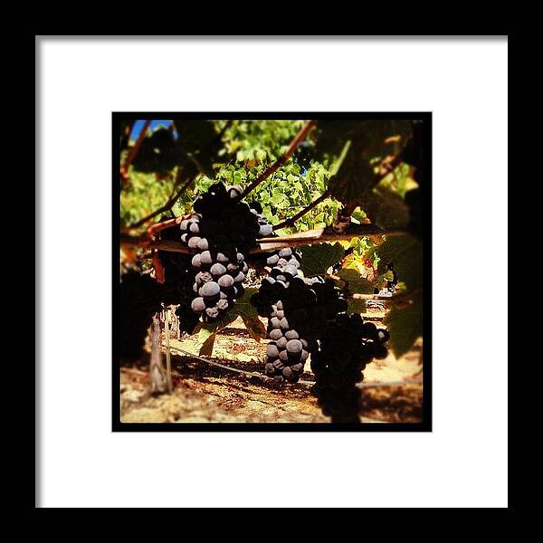 Pinot Framed Print featuring the photograph #pinot #grapes Almost Ripe #harvest2012 by Eric Kent Wine Cellars