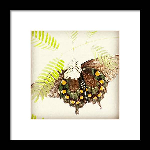 Butterfly Framed Print featuring the photograph Pipevine #swallowtail #butterfly Taken by Rachel Boyer 