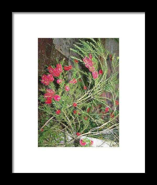 Plant Framed Print featuring the photograph Plant And Flower by Ashok Patel