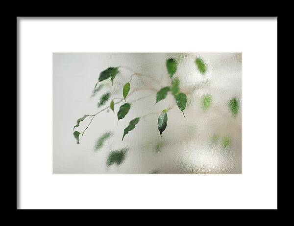 Plant Framed Print featuring the photograph Plant behind glass by Matthias Hauser