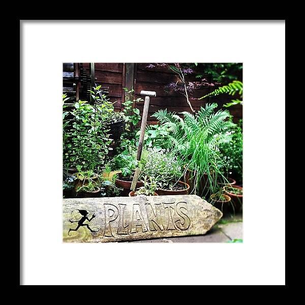 Plants Framed Print featuring the photograph #plants by Fay Pead