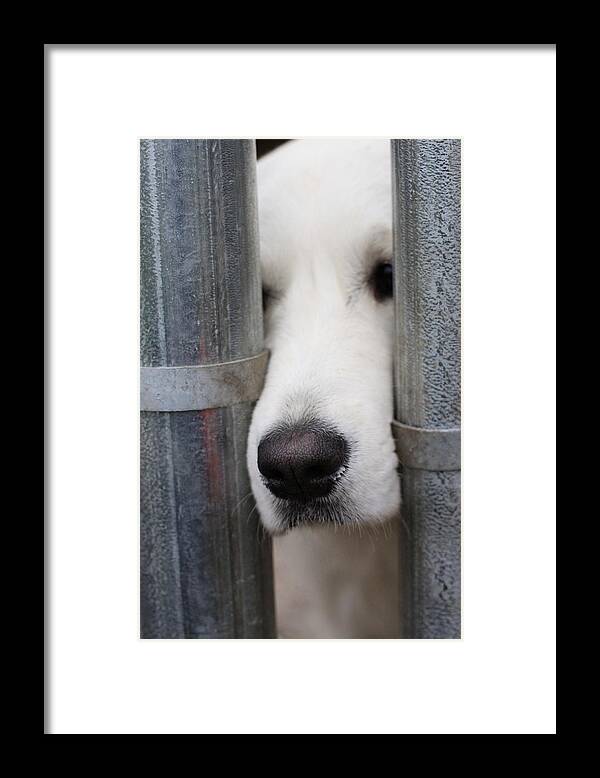 Dog Framed Print featuring the photograph Play With Me by Kate Purdy
