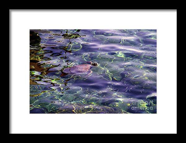 Sea Turtle Framed Print featuring the photograph playing at Crete by Casper Cammeraat
