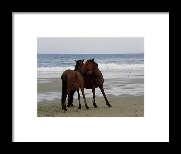 Wild Framed Print featuring the photograph Playtime by Kim Galluzzo