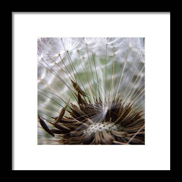Summer Framed Print featuring the photograph Please Request My Instacanvas Gallery by Jessie Schafer