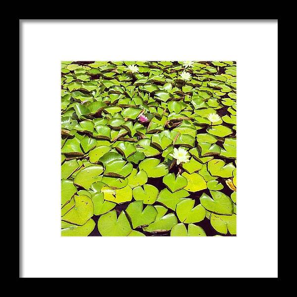 Ponds Framed Print featuring the photograph #plethoric #pondlife #ponds by Esther Huinink 