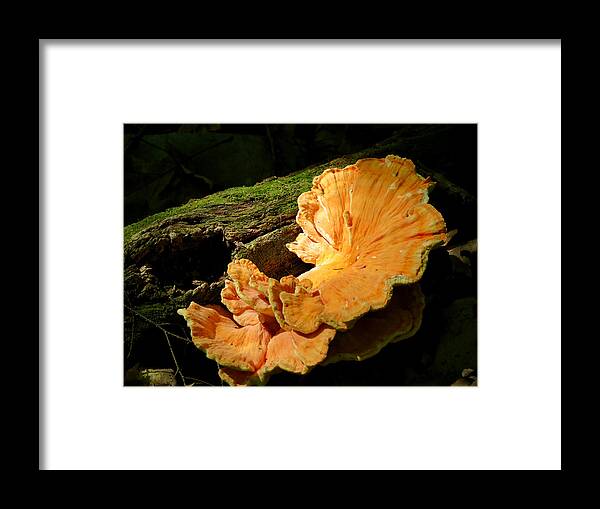 Fungus Framed Print featuring the photograph Pockets and Shelves by Azthet Photography