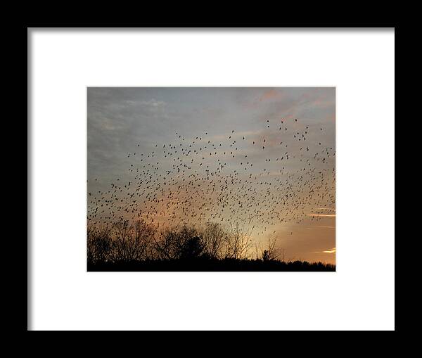 Black Birds Framed Print featuring the photograph Poetic Swarms by Kim Galluzzo