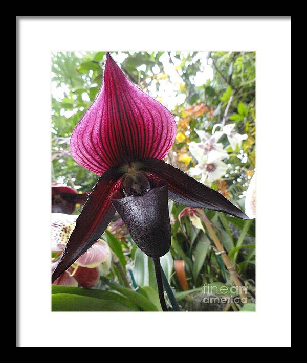 Orchid Photographs Framed Print featuring the photograph Pointer Sister by Trish Hale