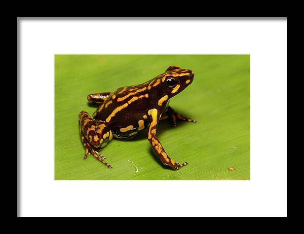 Mp Framed Print featuring the photograph Poison Dart Frog Epipedobates Sp New by Pete Oxford