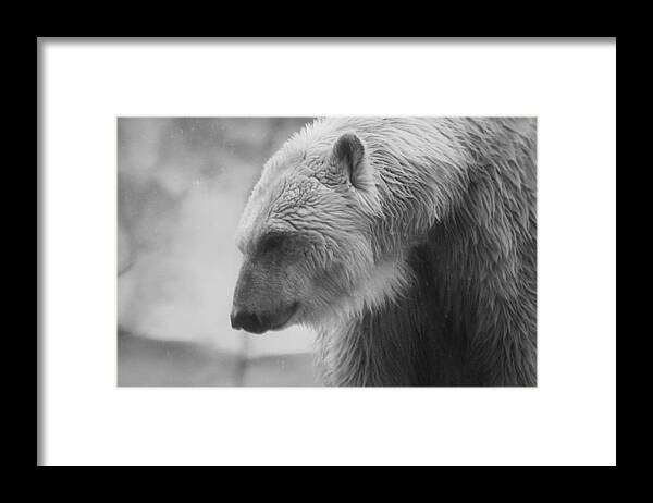 Bear Framed Print featuring the photograph Polar Bear 7 by Scott Hovind