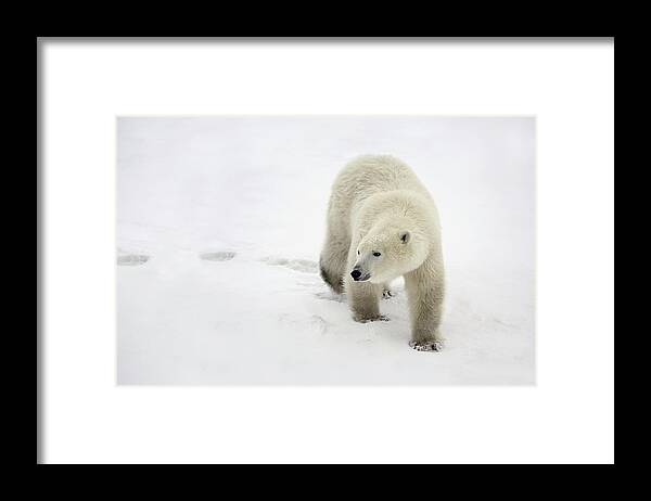 Animals Framed Print featuring the photograph Polar Bear Walking by Richard Wear