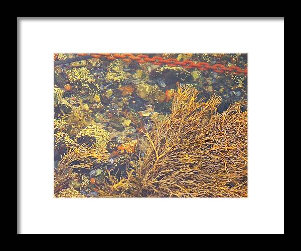 Polished Stones Framed Print featuring the photograph Polished by Kelly Reber