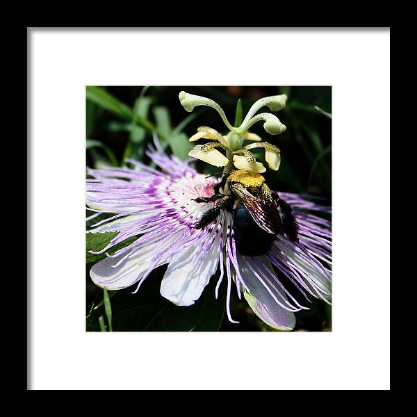 Purple Passion Framed Print featuring the photograph Pollen Collector by Karen Harrison Brown