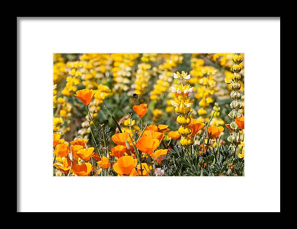 Pollen Framed Print featuring the photograph Pollen Legs Over Wildflowers by Dina Calvarese
