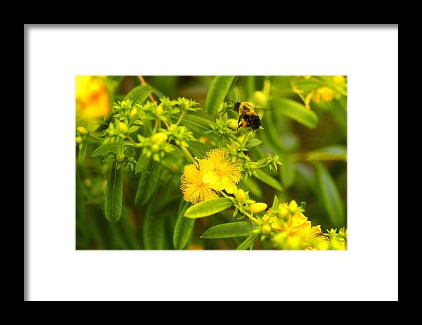 Bee Framed Print featuring the photograph Pollinating the Flower by Linda Tiepelman