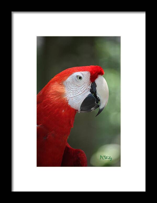 Polly Framed Print featuring the photograph Polly by Patrick Witz