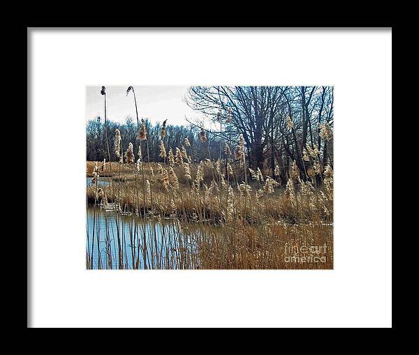 Landscape Framed Print featuring the photograph Pond and Grasses by Louise Peardon