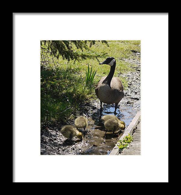 Geese Framed Print featuring the photograph Pond Walk by Heather Hennick