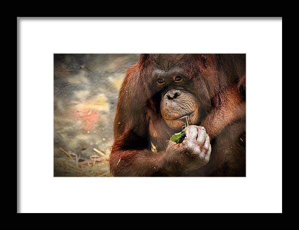 Orangutan Framed Print featuring the photograph Pondering by Mark Papke