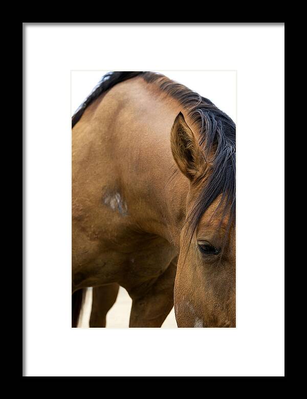 Pony Framed Print featuring the photograph Curious Pony by Lorraine Devon Wilke