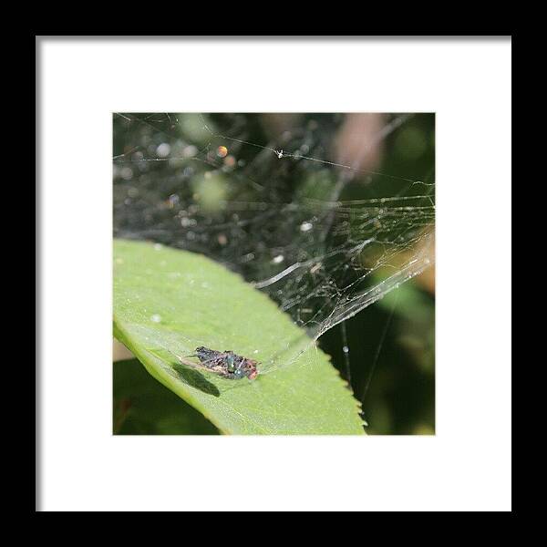 Fly Framed Print featuring the photograph Poor Guy Didn't Stand A Chance #fly by Saul Jesse Beas