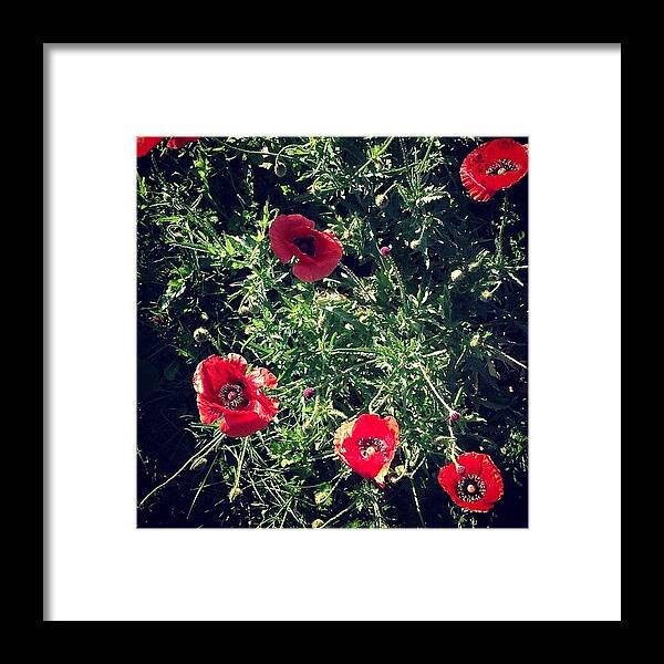 Poppies Framed Print featuring the photograph Poppies by Nic Squirrell