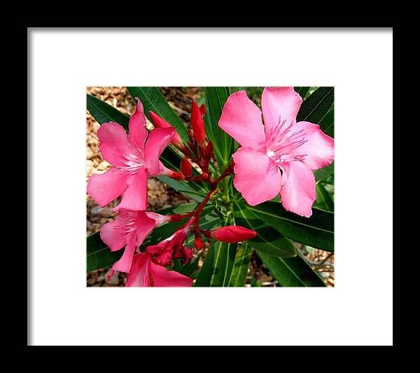 Pink Framed Print featuring the photograph Popping Pink by Kim Galluzzo Wozniak
