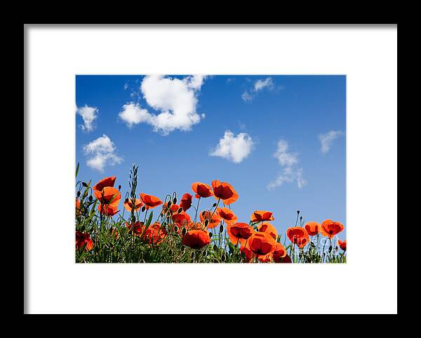Poppy Framed Print featuring the photograph Poppy Flowers 05 by Nailia Schwarz