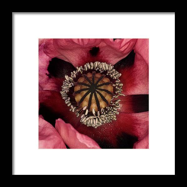 Papaver Sp. Framed Print featuring the photograph Poppy (papaver Sp.) by Lawrence Lawry
