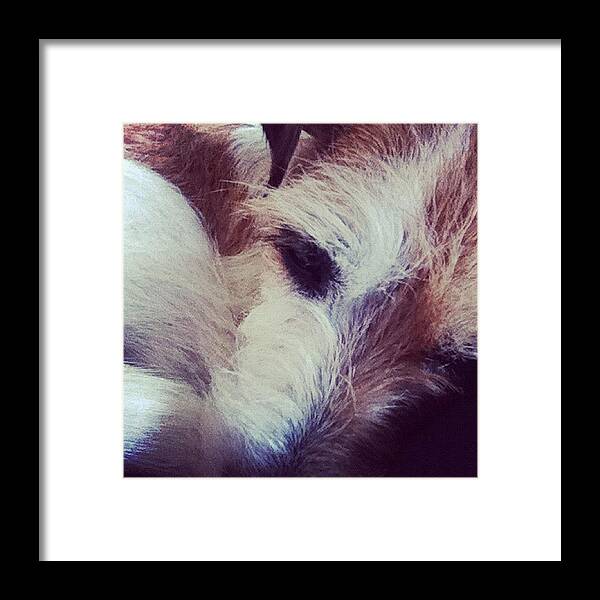 Newbestfriend Framed Print featuring the photograph Poppy The Terrier Curled Up On My Lap by Bekah Chaplin ™