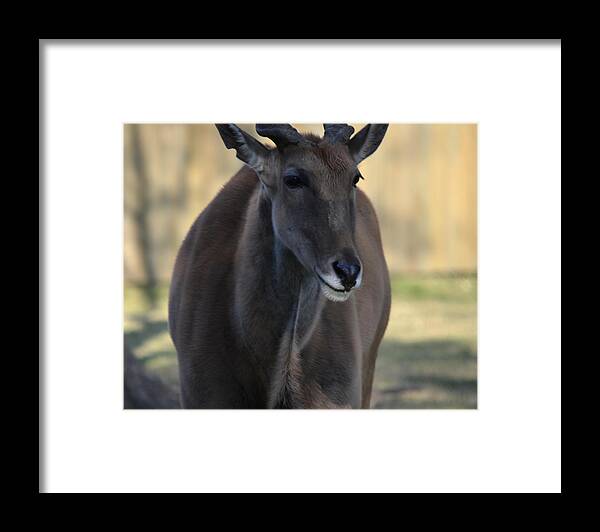 Eland Framed Print featuring the photograph Portrait Eland by Maggy Marsh