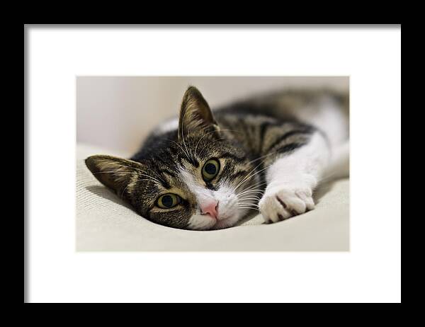 Brown Framed Print featuring the photograph Portrait of a cat by Michael Goyberg