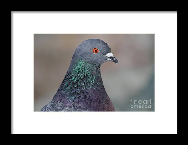 Animal Framed Print featuring the photograph Portrait of a Pigeon . 7D12327 by Wingsdomain Art and Photography