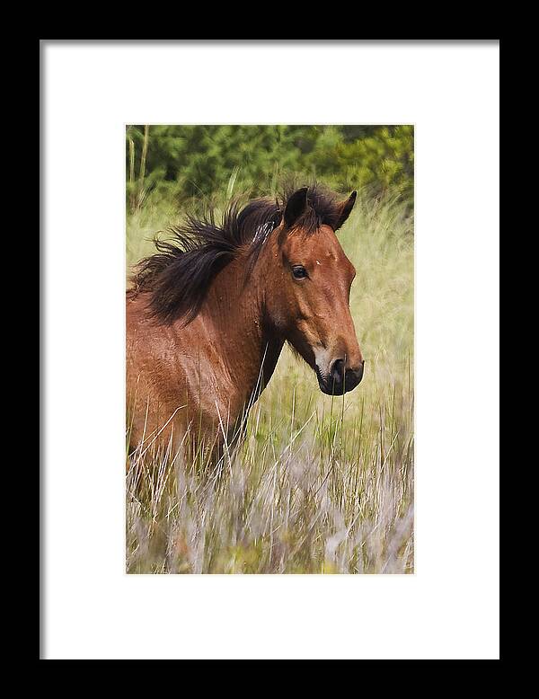 Wild Framed Print featuring the photograph Portrait of a Spanish Mustang by Bob Decker