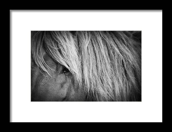 Wild Framed Print featuring the photograph Portrait of a Wild Horse by Bob Decker