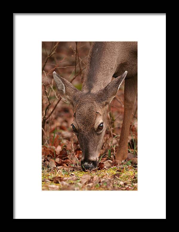 Odocoileus Virginanus Framed Print featuring the photograph Portrait Of Browsing Deer Two by Daniel Reed
