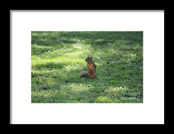 Squirrel Framed Print featuring the photograph Posing Squirrel by Sheri Simmons