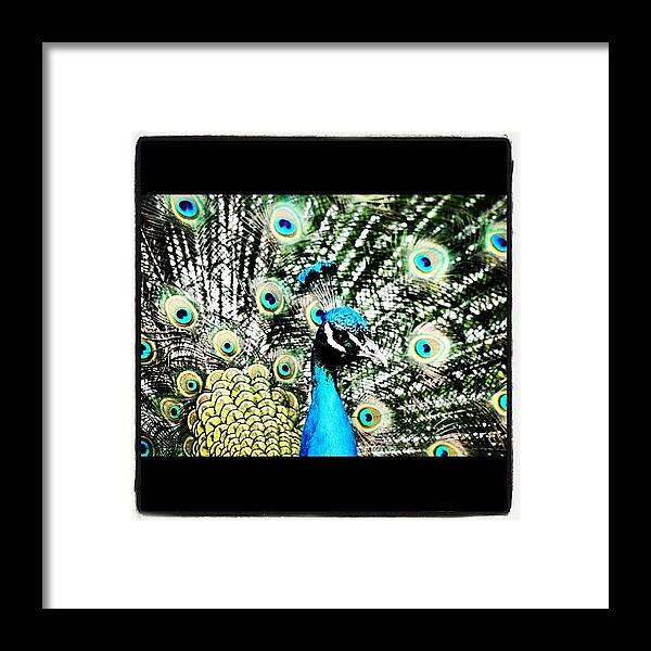 Blue Framed Print featuring the photograph Poster Ing Peacock #peacock #bird by Chris Barber
