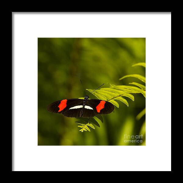 Butterfly Framed Print featuring the photograph Postman Butterfly by Carrie Cranwill