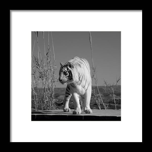 White Framed Print featuring the photograph Power by Kim Galluzzo Wozniak