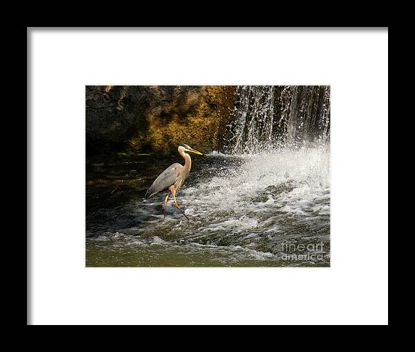 Heron Framed Print featuring the photograph Prancing Heron by Joyce Kimble Smith