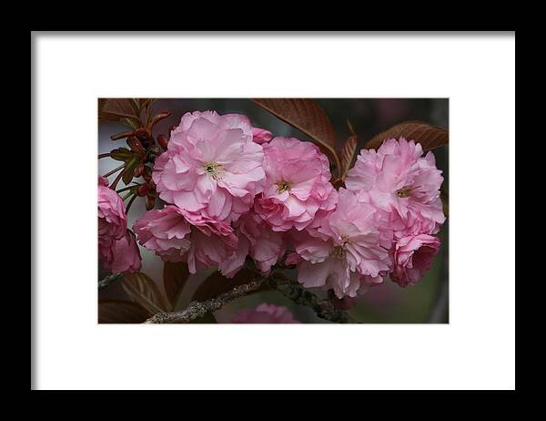 Nature Framed Print featuring the photograph Precious Cherry Blossom by Valia Bradshaw