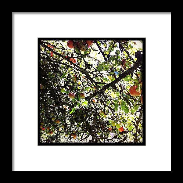  Framed Print featuring the photograph Pregnant Apple Tree by Twittler Twittler