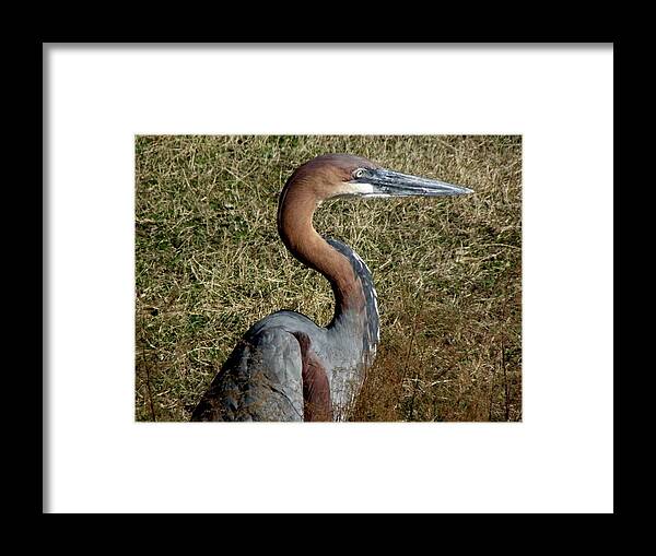 Crane Framed Print featuring the photograph Prehistoric Features by Kim Galluzzo