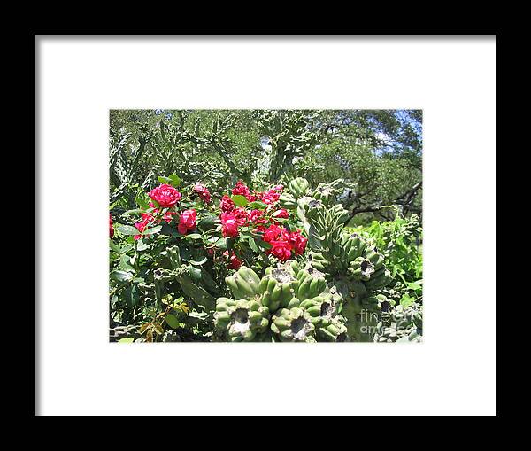 Cactus Framed Print featuring the photograph Pretty and sharp by Mark Robbins