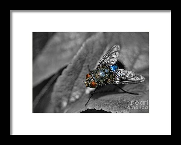 Yhun Suarez Framed Print featuring the photograph Pretty Fly For A Fly Guy by Yhun Suarez