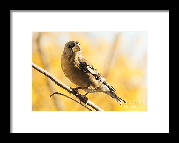 Grosbeak Framed Print featuring the photograph Pretty in Yellow by Cheryl Baxter